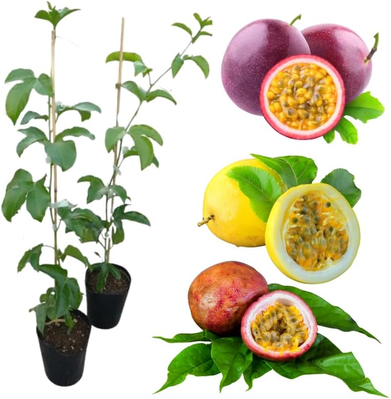 2 Mix Passionfruit Vine Live Plants, Fully Rooted Passionfruit, 5-10" Tall - Image 2