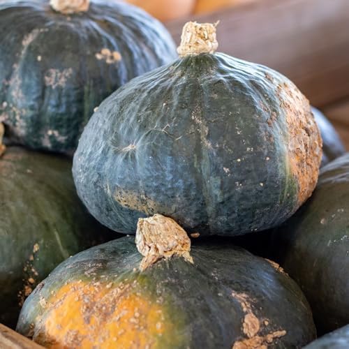 Burgess Buttercup Squash Seeds for Planting - Heirloom Non GMO - Image 3