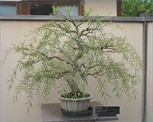 Willow Bonsai Tree Bundle - 4 Types of Exotic Willow to Bonsai - Dragon Claw, Chinese Weeping, Austraulian, Yellow Flame - Image 5