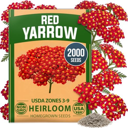 HOME GROWN Red Yarrow Seeds, 2,000 Seeds, Achillea millefolium by HOMEGROWN