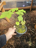 one Live Large Thimbleberry Plant Growing in Tall Gallon Pot, Sweet Fruit Edible Berry Bush by Unknown