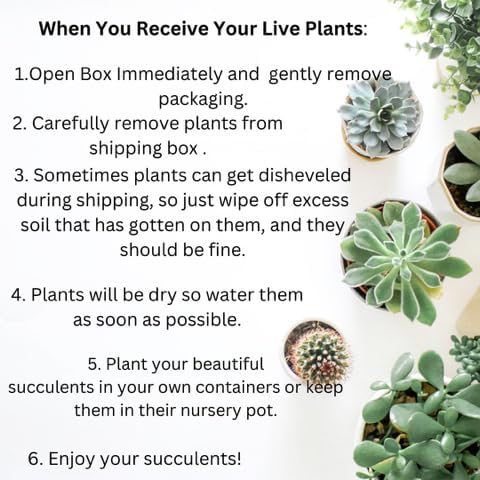 Live Trailing Mystery Succulent | Well Rooted Real Hanging Succulents Planted in 2 inch Pots | Assorted Small Starter Plants for DIY, Home Outdoor/Indoor Wedding or Birthday Gift (4 Pack) - Image 6