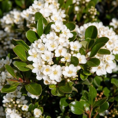 Walters Whorled Class | 3 Live Plants | Viburnum Obovatum | Perennial Aster, Late Season Blooms, Pollinator Friendly, Native Wildflower, Low Maintenance Garden, Attracts Butterflies - Image 3