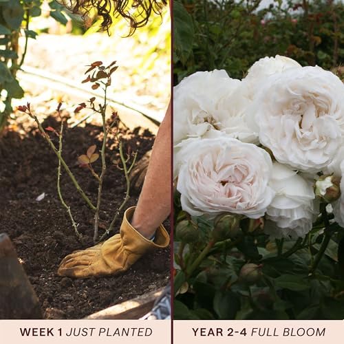 Heirloom Climbing Roses, Live Own Root Plant, Long John Silver - Image 3