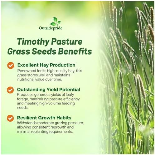 Outsidepride Climax Timothy Pasture Grass Seed - 50 Lbs. Perennial, Hardy, Easy to Grow, High-Yield, & Palatable, Winter Pasture Seed for Late-Spring Grazing, Hay Harvesting & Field Curing - Image 4