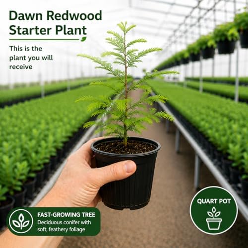 Redwood Tree Live 8-12" Tall in Quart Pot, Fast Growing Redwood Seedling, Low Maintenance, Hardy Ornamental Landscape Tree for Garden & Landscape - Image 2