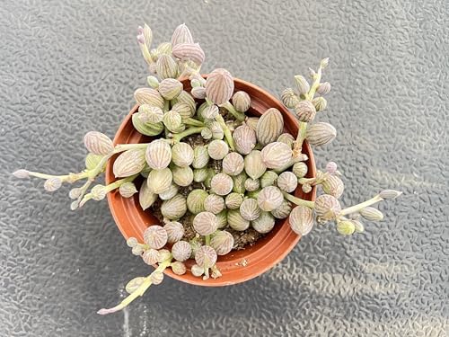 String of Watermelons, Live Trailing Succulent Fully Rooted in 4" Pots with Soil Mix, Rare House Plant for Home Office Wedding Hanging Decoration, DIY Projects, Party Favor - Image 2