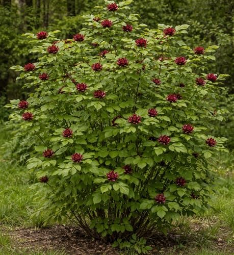 Carolina Sweetshrub (Calycanthus floridus) Live Shrubs for Planting | Fragrant Burgundy Blooms | Native Shade-Loving Flowering Bush (5 Plants) - Image 2