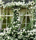 White Climbing Rose Live Plant, Flower, 5-10 Inch Tall by PlantsSeedsBulbs