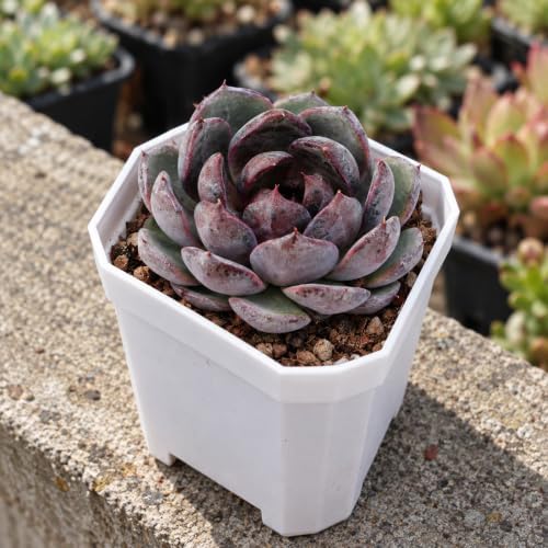 Echeveria 'Blueberry' Live Succulent Plant, 2 Inch Single Head - Image 2