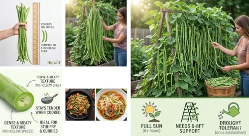 Bean Seeds for Planting Vegetables and Fruits.Pole Beans,Bush Beans,Romano Beans.Non GMO Garden Seeds for Home Vegetable Garden(6g,30+) Yardlong Pole Bean Seeds for Planting,Yard Long Asparagus Bean豇豆 - Image 2