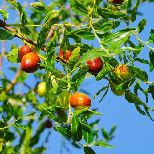 Li Jujube Tree, 8-14" Tall, Cold Hardy Jujube Tree Live Plant, Perennial Sweet Fruit Plants - Image 4