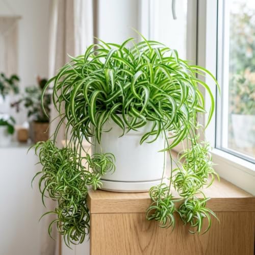 Curly Spider Plant, Desk Shelf Plant, 4-6 Inch Tall, 4 Inch Pot - Image 5