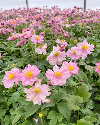 Perennial Farm Anemone x Hybrida Fantasy™ 'Pocahontas' – Live Windflower in #1 Container, Semi-Double Pink Blooms, Compact, Long Blooming, Deer Resistant, Ideal for Borders & Pollinator Gardens - Image 5