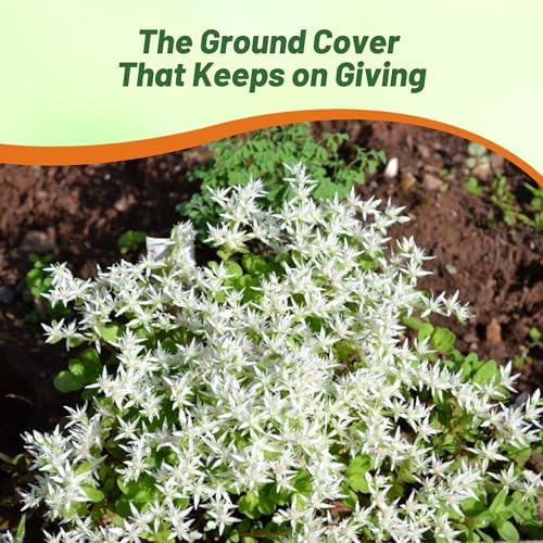 Outsidepride Oktoberfest Sedum Seeds - 1000 Pcs Perennial Ground Cover Seeds for Planting, Cold-Hardy & Heat-Tolerant Succulent Plants, Ideal for Rock Gardens, Containers, and Xeriscaping - Image 6