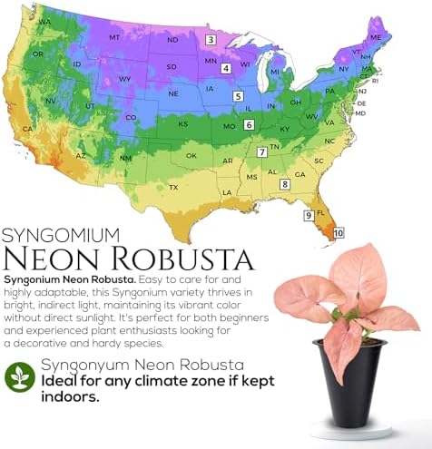 Syngonium Neon Robusta Plant (4 Pack) Live Starter Plants, Pink Arrowhead Vine Houseplants, Easy Care Indoor Tropical Plants Live, Colorful Foliage Plants - Image 7