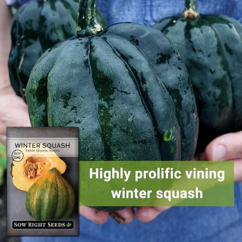 Sow Right Seeds - Table Queen Acorn Squash Seed for Planting Vegetables - Image 3