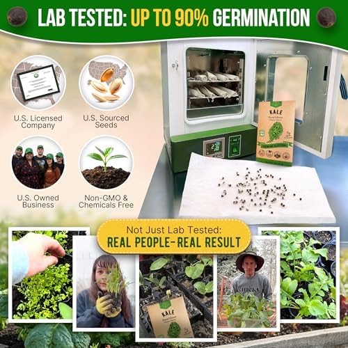 Kale Dwarf Siberian Seeds Pack 5 G - Over 1,650 Non-GMO Heirloom Kale Seeds for Planting Greens in Individual Seed Packet, Greens Seeds for Planting Home Garden Indoor & Outdoor - Image 2