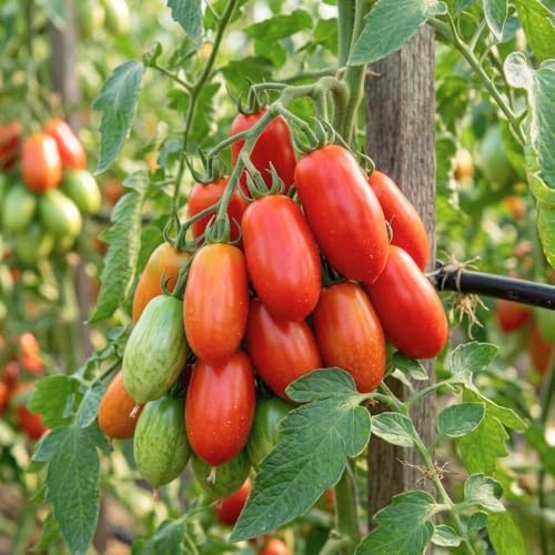 Red Tomato Live Plant, Vegetable Seedling, 4-7 Inch Tall, 4 Inch Pot - Image 5