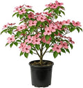 Pink Dogwood Tree Live Plant, Ornamental Tree, 6-12 Inch Tall, Quart Pot by Unknown