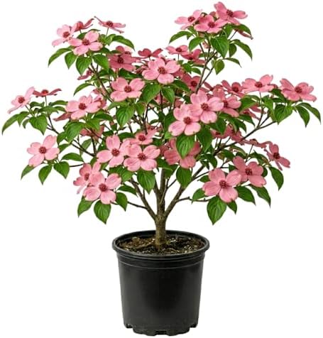 Pink Dogwood Tree Live Plant, Ornamental Tree, 6-12 Inch Tall, Quart Pot by Unknown