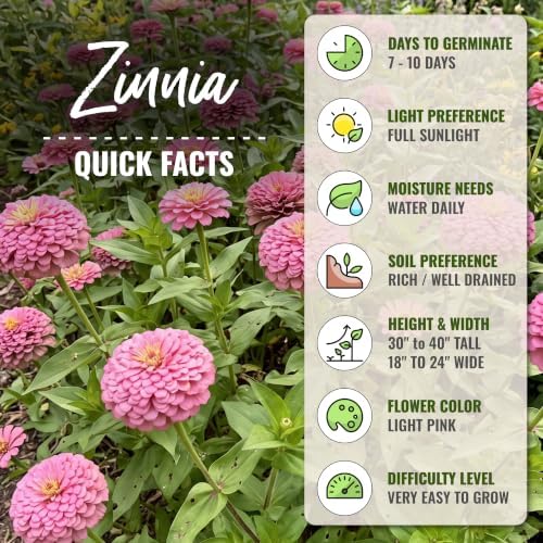 Seed Needs Luminosa Zinnia Seeds to Plant Cut Flowers - 10 Packs - Image 4