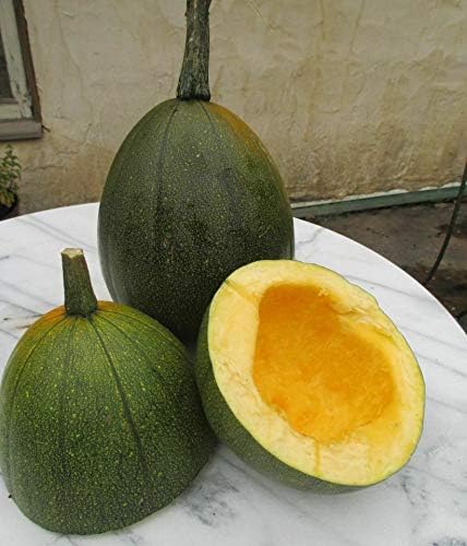 20 Tatume Summer Squash Seeds Heirloom Calabash Mexican Zucchini - Image 2