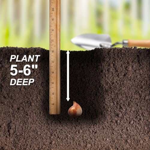 Garden State Bulb Double Late Mount Tacoma Tulip Flower Bulbs, 12/+ cm (Bag of 25) - Image 5