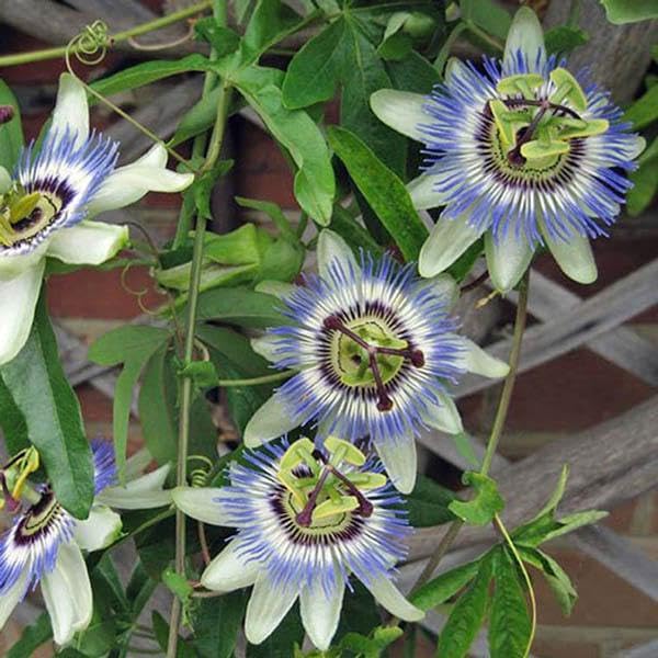 Blue Caerulea Passiflora (Passion Flower) Live Plant | 5-9" Tall | Hardy Zone 6-9 | Fast-Growing Indoor/Outdoor Climbing Vine for Trellis & Patio | Exotic Butterfly Attractor - Image 5