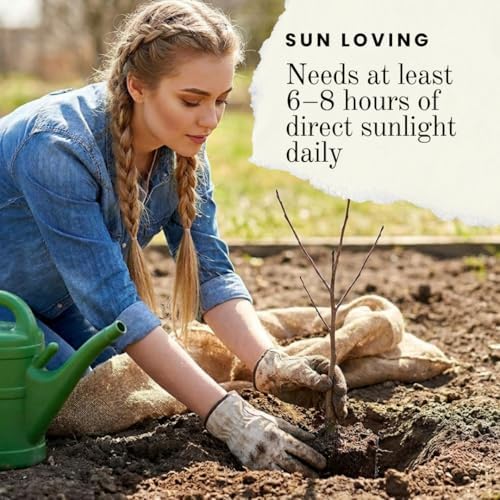 Purple Lilac Live Plants | 3 Seedlings | Fragrant Spring Flowering Shrubs - Image 4