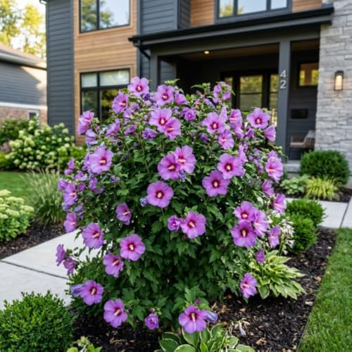 Rose of Sharon Plant Live, Purple Blooms, 6-12 Inc Tall, Flowering Shrub - Image 7