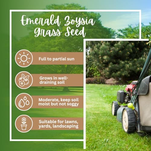 20000 Zoysia Emerald Grass Seeds, Emerald Zoysia Grass for Garden - Image 3