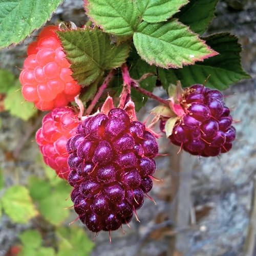 4 Glencoe Thornless Raspberry Live Plants, Berry Bush Plant, 4-6 Inch Tall - Image 3