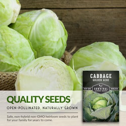 Golden Acre Cabbage Seeds for Planting – Survival Garden Seeds (2 Pack) - Image 4