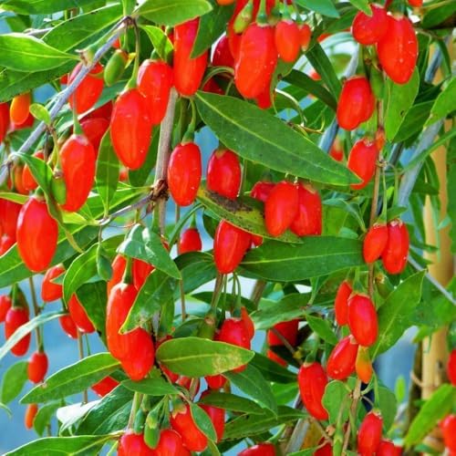 Live Goji Berry Plant, 4-8 Inches Tall, Goji Berry Plant Live - Image 5