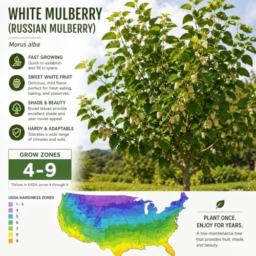 3 White Mulberry Trees 8-16" in 3.5in Pot Live Plants Morus alba (3 Pack) - Image 4