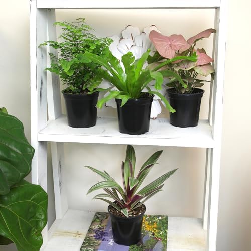 Altman Plants Classic Houseplant Collection (4PK) Live Indoor Plants in 4" Pots, Easy Care House Plants, Snake Plant, Pothos in Potting Soil, Clean Air Plants - Image 3