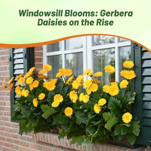 Outsidepride Golden Yellow Gerbera Seeds - 20 Pcs Perennial, Compact & Low Maintenance, Flower Seeds for Planting w/Dazzling Yellow Blooms, Ideal for Garden Landscaping & Cut Flower Arrangements - Image 5