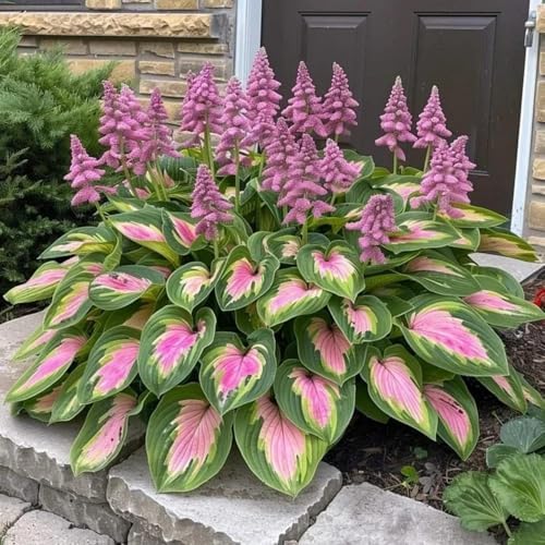 330+ Mixed Color Hosta Seeds for Planting - Shade-Tolerant Perennials, Dual Use for Ground Cover & Pots, Create Cool Shaded Gardens - Image 3