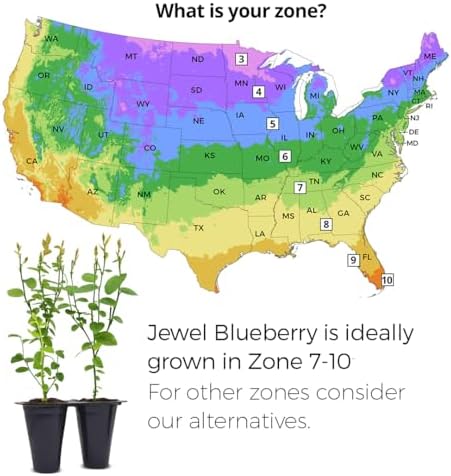 Pink Lemonade Blueberry (Jewel) - Image 3