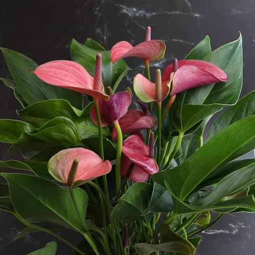 Blooming Purple Anthurium Live Plant Decor (Approx 8-11" Tall), Easy to Grow Flowering Houseplant in 4" White Pot by Plants for Pets - Image 2