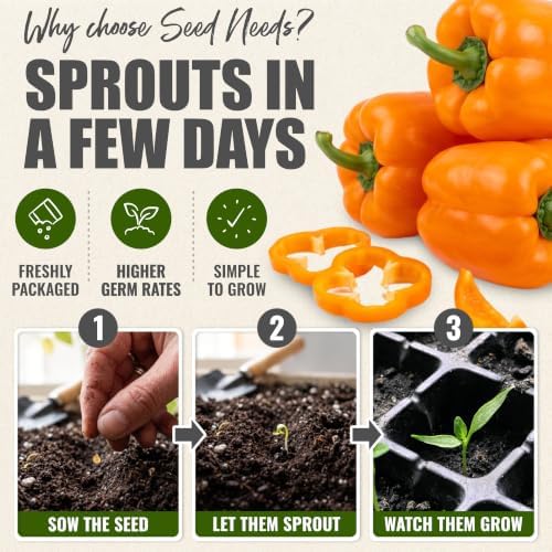 Seed Needs Orange King Bell Pepper Seeds to Plant Vegetables - 2 Packs - Image 5