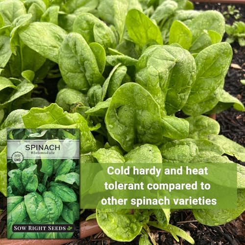 Sow Right Seeds - Bloomsdale Spinach Seed for Planting Vegetable Garden 2pk - Image 5