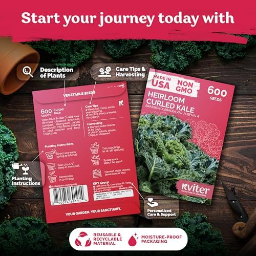KVITER 600 Vates Blue Scotch Curly Kale Seeds (Brassica oleracea) – Curled Green Kale Seed Packets Heirloom Seed Outdoor & Indoor Home Garden – Cold Hardy Dwarf Vegetable Seeds for Planting - Image 2