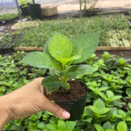 Hydrangea Bush Tree Plants Live, 5-9" Tall, No Pot, Dormant in Winter, Change Color Perennial Planting Indoor Outdoor, Long Lasting Blooms Flower (Can Trim as Tree, Pink White) - Image 6
