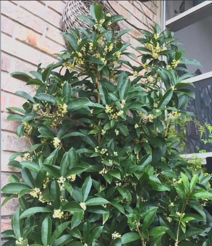 Fragrant Tea Olive Live Plant – Osmanthus fragrans Sweet Olive Shrub – Intensely Fragrant White Blooms – Evergreen Hedge Plant – Rooted Starter - Image 3