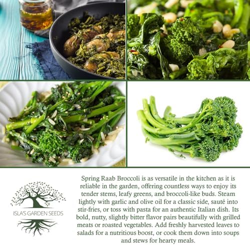 Spring Raab Broccoli Seeds (aka Rabe, Rapini, Broccolini) – 300+ Non-GMO & Heirloom Seeds, Brassica oleracea, Fast-Maturing Cool Season Green, by Isla’s Garden Seeds, Gift Idea for Home Gardens - Image 6