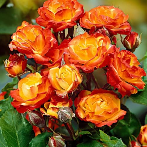 Climbing Live Rose Plant, Fragrant Ornamental Rose - Image 2