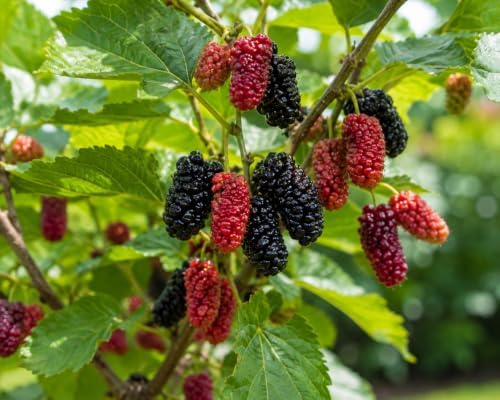 Mulberry Dwarf Everbearing Plant (4 Pack) - Image 3