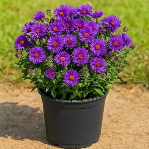 Perennial Farm Marketplace Aster novae-angliae ‘Grape Crush’ (New England Aster) Native Live Perennial, Size-#1 Container, Deep Purple Fall Flowers, Zones 4-8 - Image 5